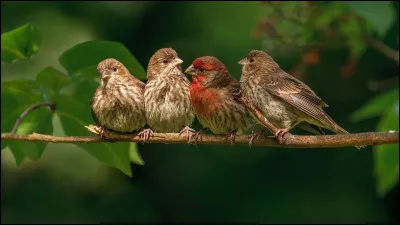 Qui a écrit la nouvelle "Les Oiseaux" ?