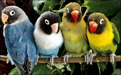 Qui est l'actrice principale du film d'Alfred Hitchcock "Les Oiseaux" ?