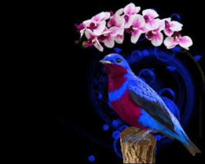 Dans une chanson, qui donnera tous les oiseaux en plus de tous les bateaux ?