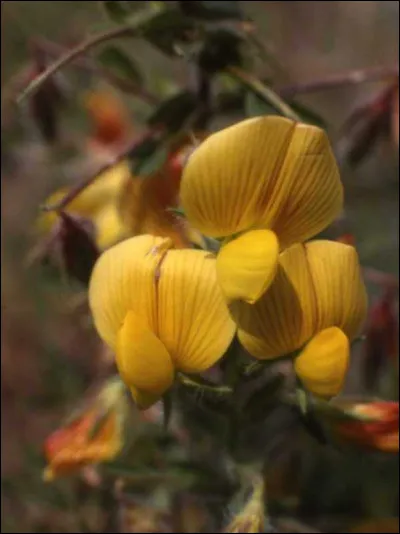 Lequel de ces films d'André Berthomieu est sorti en 1931 ?