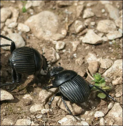 Le court métrage réalisé par Jacques Trabi, en 1997, c'est...