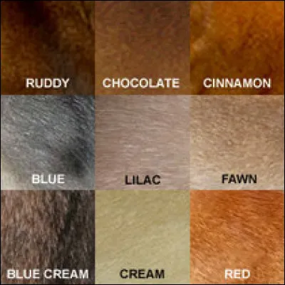 Quelle couleur de pelage aimes-tu ?