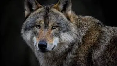 Et enfin, l'ancêtre de nos chers meilleurs amis est le...