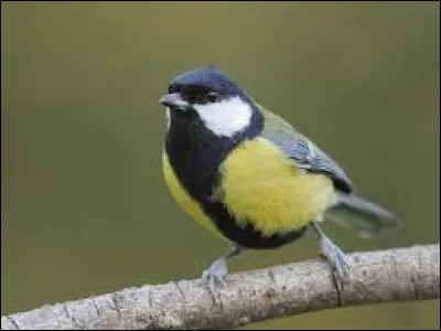 Cet animal à plumes est...