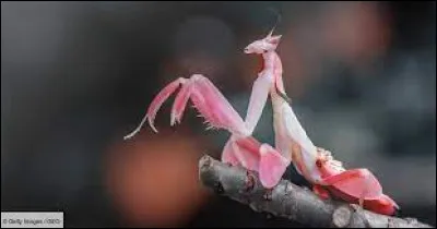 Quant à cet insecte, c'est une...