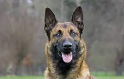 Le meilleur ami de l'homme, ce si gentil animal de compagnie, s'appelle le...