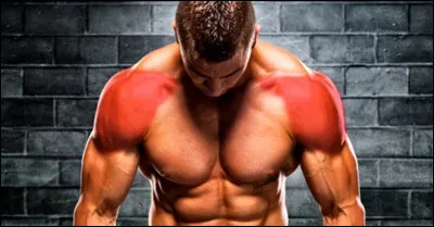 Ce muscle, qui relie l'humérus à la clavicule et à l'omoplate, doit son nom à la lettre grecque...