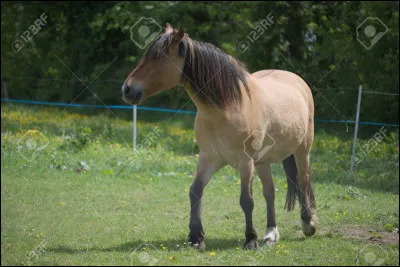 De quelle robe ce cheval est-il ?
