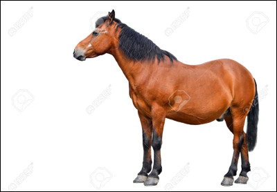 De quelle robe ce cheval est-il ?