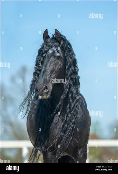 De quelle robe ce cheval est-il ?