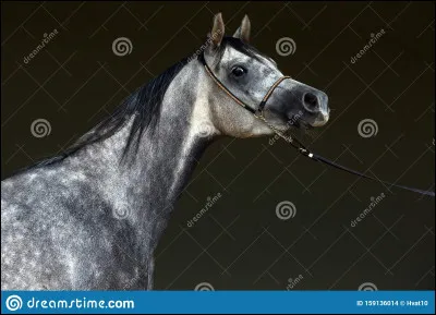 De quelle robe ce cheval est-il ?