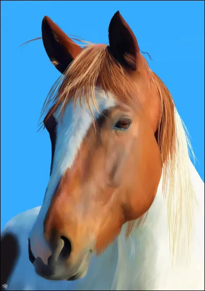 De quelle robe ce cheval est-il ?