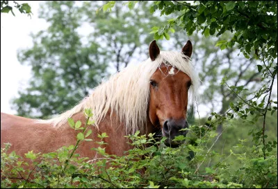 De quelle robe ce cheval est-il ?