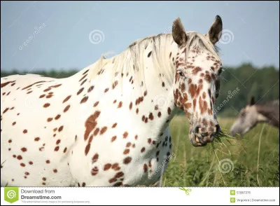 De quelle robe ce cheval est-il ?