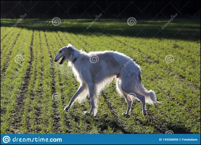 Quelle est cette race de chien ?