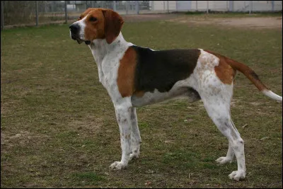 Quelle est cette race de chien ?