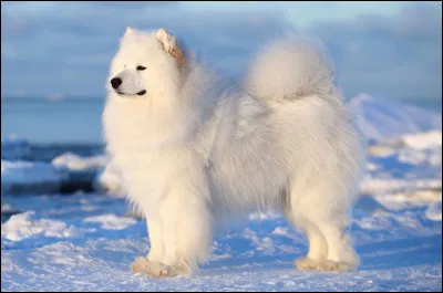 Quelle est cette race de chien ?