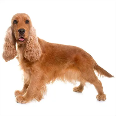 Quelle est cette race de chien ?