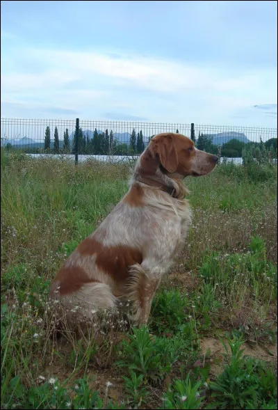 Quelle est cette race de chien ?