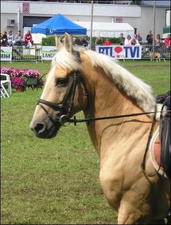 Quelle partie n'est pas sur le filet ?