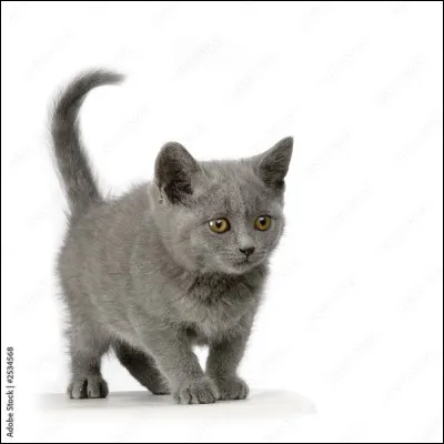 Tu t'impatientes. Tu veux devenir apprenti...