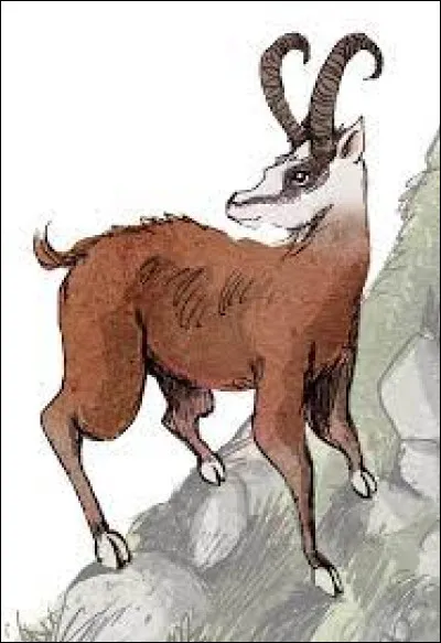 Sais-tu quel est cet animal ?