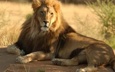 Quiz Lions