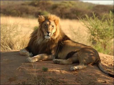 En moyenne un lion pse entre 150  190 kg. Le plus gros lion sauvage abattu en Afrique en 1936 tait...