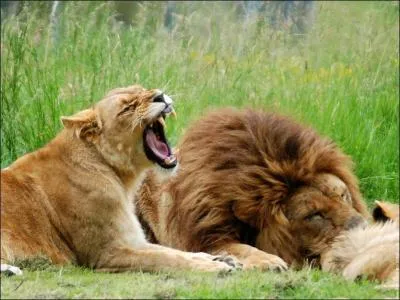 Un lion peut manger jusqu' ...