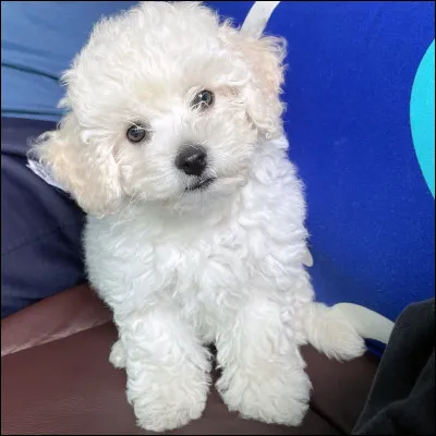 À qui appartient-il ?