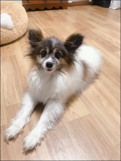 À qui appartient-il ?