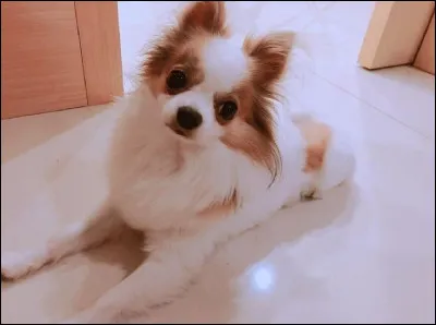 À qui appartient-il ?