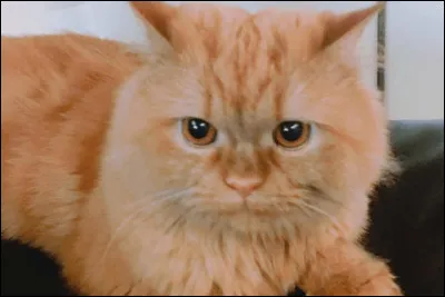 À qui appartient-il ?