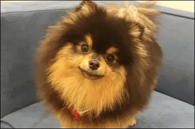 À qui appartient-il ?