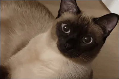 À qui appartient-il ?