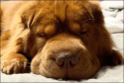 À qui appartient-il ?