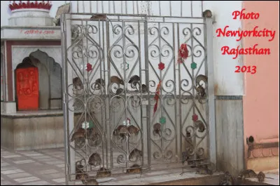 Quel est ce temple hindouiste unique et insolite d'Inde où plus de 25 000 rats noirs sont vénérés, les visiteurs y entrent pieds nus ?