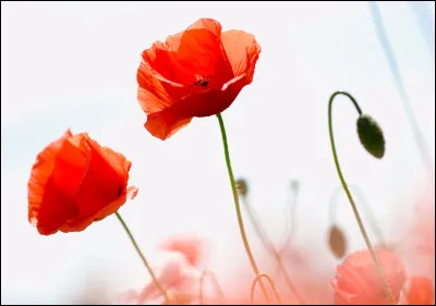 A qui le coquelicot est-il également associé ?