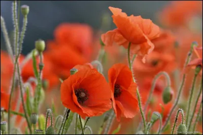Après combien d'années de mariage fête-t-on les noces de coquelicot ?