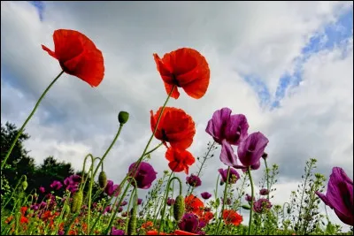 Dans le langage des fleurs, que symbolise le coquelicot ?