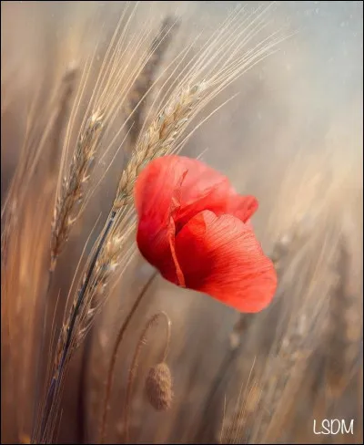 Dans la mythologie grecque, à quelle déesse est-il associé ?