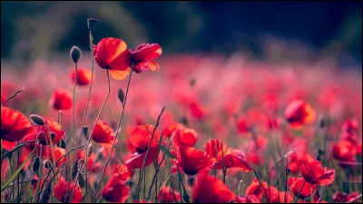 Quelle saison est associée aux coquelicots ?