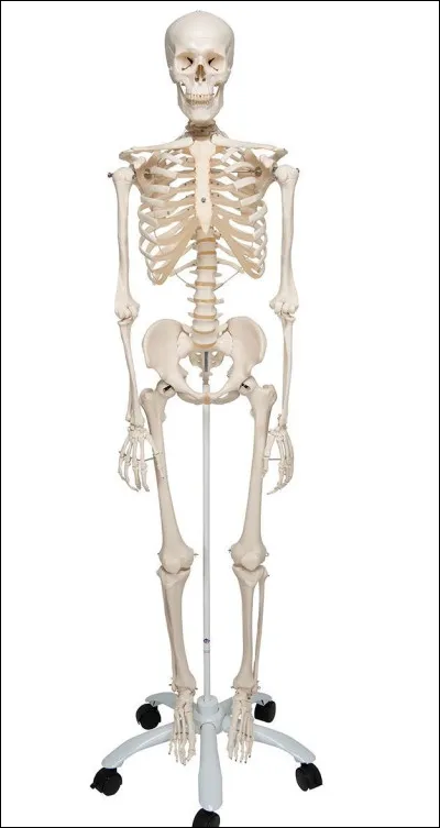 Quelle partie du corps humain n'aimes-tu pas ?