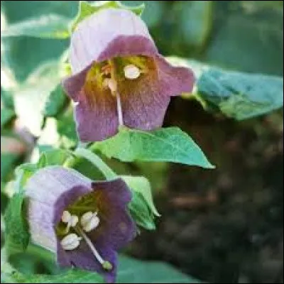 Veux-tu être un(e) Belladonne ?