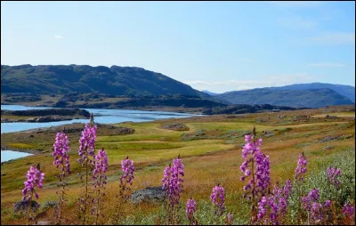 En 2019, quel président des Etats-Unis a proposé d'acheter le Groenland au Danemark ?