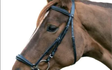 Quiz Galop 2