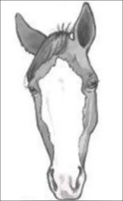 Quel est le nom de cette en-tête ?