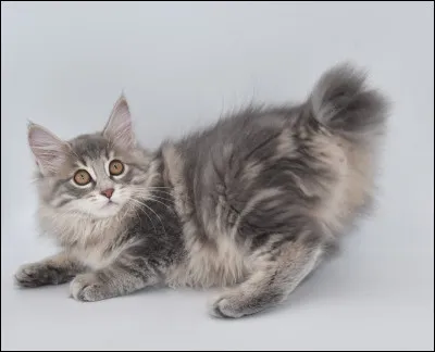 Vous avez devant vous un chat d'une race russe caractérisée par sa queue, et son nom vient des îles dont il est originaire :