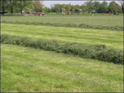 Bon nageur en eau froide, c'est l'...