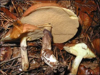 Est dans l'ordre, c'est la...